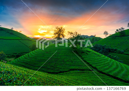 Sunset over Long Coc Tea Hill in agricultural field on countryside during harvest Sunset over Long Coc Tea Hill in agricultural field on countryside during harvest 137166769