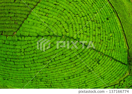 Lush green tea plantation texture and pattern during harvest Lush green tea plantation texture and pattern during harvest 137166774