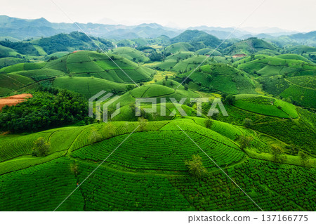 Lush green Long Coc tea plantation on hill during harvest season in agricultural field Lush green Long Coc tea plantation on hill during harvest season in agricultural field 137166775