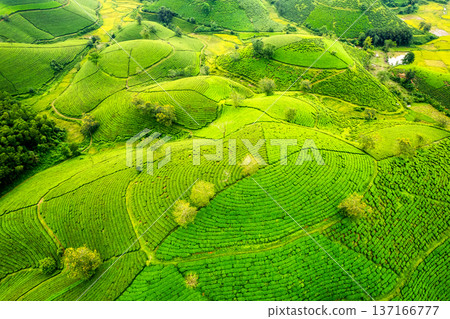 Long Coc tea hill in agricultural field on highland in countryside Long Coc tea hill in agricultural field on highland in countryside 137166777