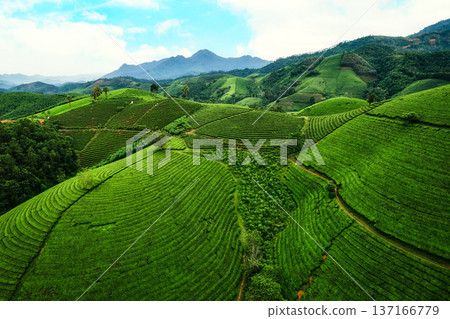 Lush green Long Coc tea plantation on hill during harvest season in agricultural field Lush green Long Coc tea plantation on hill during harvest season in agricultural field 137166779