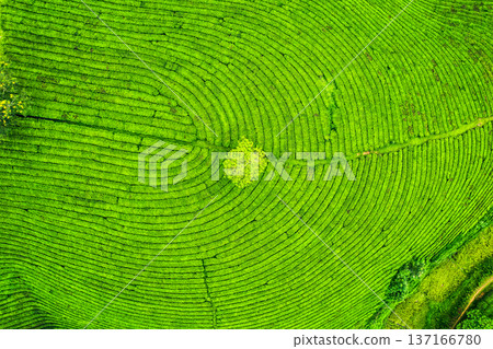 Long Coc tea hill in agricultural field on highland in countryside Long Coc tea hill in agricultural field on highland in countryside 137166780