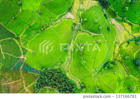 Long Coc tea hill in agricultural field on highland in countryside Long Coc tea hill in agricultural field on highland in countryside 137166781