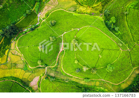 Long Coc tea hill in agricultural field on highland in countryside Long Coc tea hill in agricultural field on highland in countryside 137166783