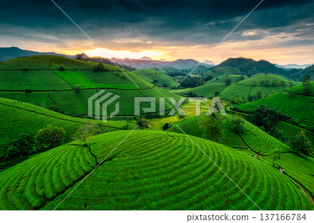 Lush green Long Coc tea plantation hill during harvest in the evening 137166784