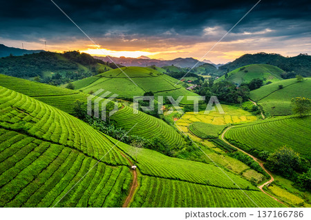 Lush green Long Coc tea plantation hill during harvest in the evening Lush green Long Coc tea plantation hill during harvest in the evening 137166786