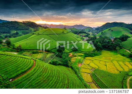 Lush green Long Coc tea plantation hill during harvest in the evening Lush green Long Coc tea plantation hill during harvest in the evening 137166787