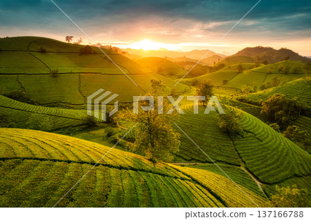 Beautiful sunset shining over Long Coc tea hill in agricultural field on countryside at Phu Tho, Vietnam Beautiful sunset shining over Long Coc tea hill in agricultural field on countryside at Phu Tho, Vietnam 137166788