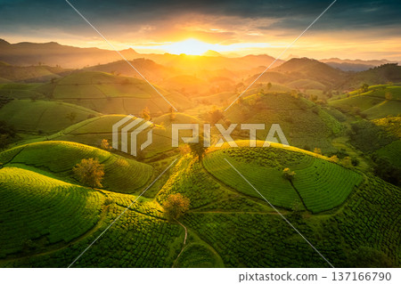 Sunset over Long Coc tea hill in agricultural field at Vietnam Sunset over Long Coc tea hill in agricultural field at Vietnam 137166790