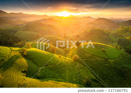 Sunset over Long Coc tea hill in agricultural field at Vietnam Sunset over Long Coc tea hill in agricultural field at Vietnam 137166791