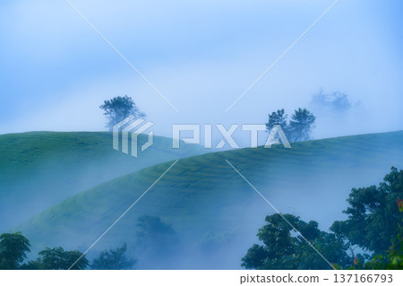 Long Coc tea plantation hill with blue foggy in the morning at Vietnam Long Coc tea plantation hill with blue foggy in the morning at Vietnam 137166793