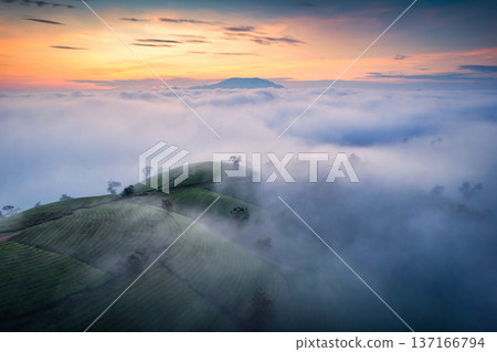 Beautiful Long Coc tea hill with foggy on farmland in the dawn Beautiful Long Coc tea hill with foggy on farmland in the dawn 137166794