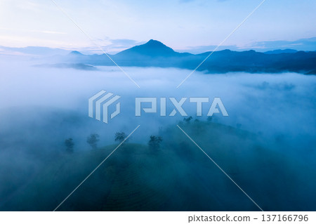 Scenic Long Coc tea hill with foggy and mountain in the dawn 137166796