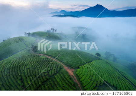 Beautiful Long Coc tea hill with foggy on farmland in the dawn Beautiful Long Coc tea hill with foggy on farmland in the dawn 137166802