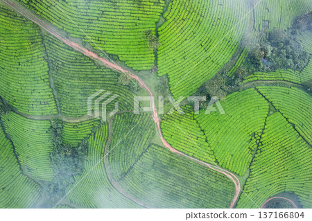 Lush Long Coc green tea hill on highland Lush Long Coc green tea hill on highland 137166804