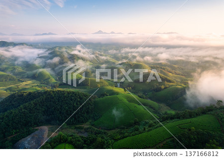 Scenic view of hundreds lush green Long Coc tea hill with foggy on wilderness during the morning 137166812