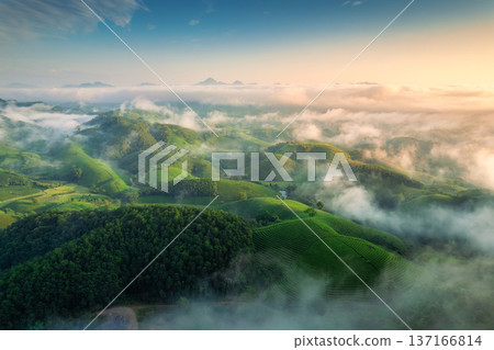 Scenic view of hundreds lush green Long Coc tea hill with foggy on wilderness during the morning 137166814