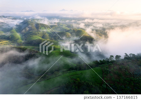 Scenic view of hundreds lush green Long Coc tea hill with foggy on wilderness during the morning Scenic view of hundreds lush green Long Coc tea hill with foggy on wilderness during the morning 137166815