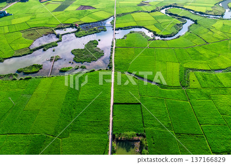 Lush green rice paddy field with winding river in rural farmland Lush green rice paddy field with winding river in rural farmland 137166829