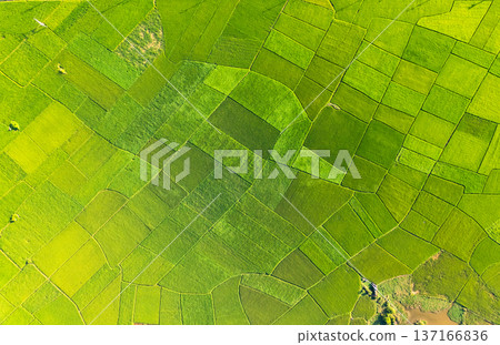 Beautiful lush rice fields in farmland during harvest at countryside Beautiful lush rice fields in farmland during harvest at countryside 137166836