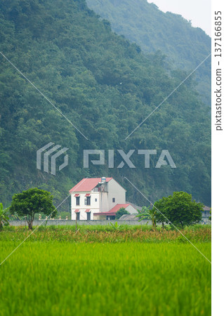 Rustic house with mountain and rice field in countryside Rustic house with mountain and rice field in countryside 137166855