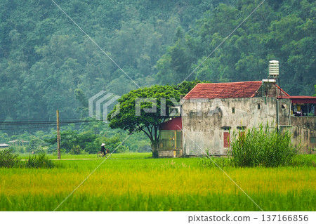 Rustic house and villager cycling through rice field and mountain in countryside Rustic house and villager cycling through rice field and mountain in countryside 137166856