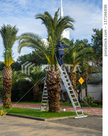 Landscaping workers tie palm leaves with rope. Palm tree leaves trimmed by gardeners at the resort. December at sea. Enclosing the seaside embankment. Landscaping workers tie palm leaves with rope. Palm tree leaves trimmed by gardeners at the resort. December at sea. Enclosing the seaside embankment. 137166896