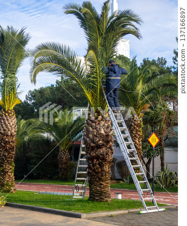 Landscaping workers tie palm leaves with rope. Palm tree leaves trimmed by gardeners at the resort. December at sea. Enclosing the seaside embankment. Landscaping workers tie palm leaves with rope. Palm tree leaves trimmed by gardeners at the resort. December at sea. Enclosing the seaside embankment. 137166897