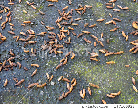 Fallen earrings of a young tree. Parts of a tree on the asphalt. Nature and city. Fallen earrings of a young tree. Parts of a tree on the asphalt. Nature and city. 137166925