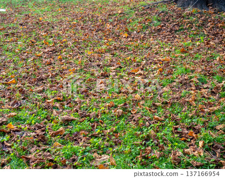 Autumn concept. Dry leaves lie on the green grass. December in the subtropics Autumn concept. Dry leaves lie on the green grass. December in the subtropics 137166954