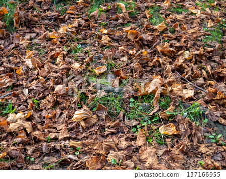 Autumn concept. Dry leaves lie on the green grass. December in the subtropics. 137166955