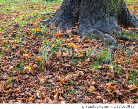 Autumn concept. Dry leaves lie on the green grass. December in the subtropics 137166956