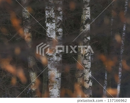 Blurred birch branches in a sunny day in the forest Blurred birch branches in a sunny day in the forest 137166962
