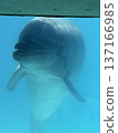 海豚 137166985