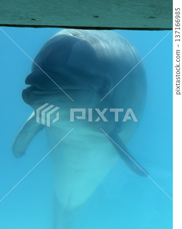 Dolphin Dolphin 137166985