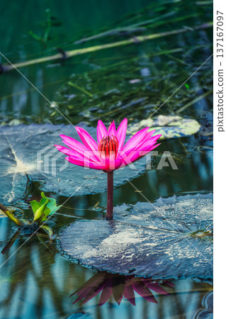 Pink Lotus or Water Lily growing in pond 137167097