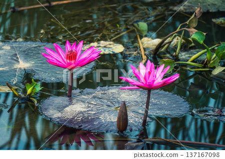 Pink Lotus or Water Lily growing in pond Pink Lotus or Water Lily growing in pond 137167098
