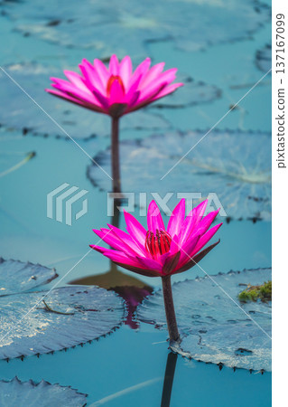 Pink Lotus or Water Lily growing in pond Pink Lotus or Water Lily growing in pond 137167099