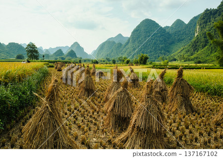 Rice paddy field during harvest in farmland on countryside Rice paddy field during harvest in farmland on countryside 137167102