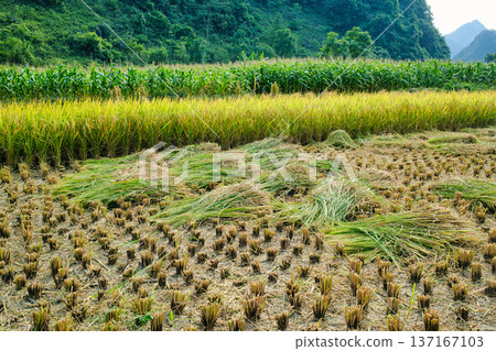Rice paddy field during harvest in farmland on countryside 137167103