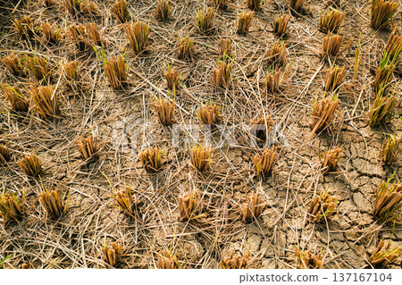 Rice stubble harvested in dry field on farmland Rice stubble harvested in dry field on farmland 137167104