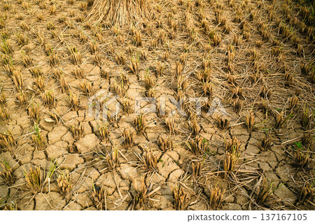 Rice stubble harvested in dry field on farmland Rice stubble harvested in dry field on farmland 137167105