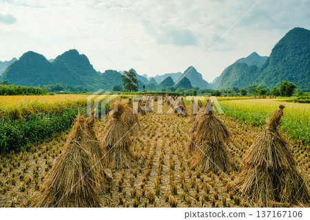 Rice paddy field during harvest in farmland on countryside 137167106