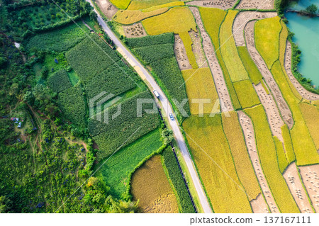 Rice paddy field during harvest and the road in countryside 137167111