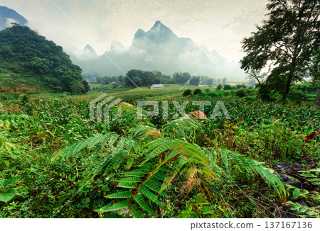 Lush forest with foggy mountain in Phong Nam Valley at the morning Lush forest with foggy mountain in Phong Nam Valley at the morning 137167136