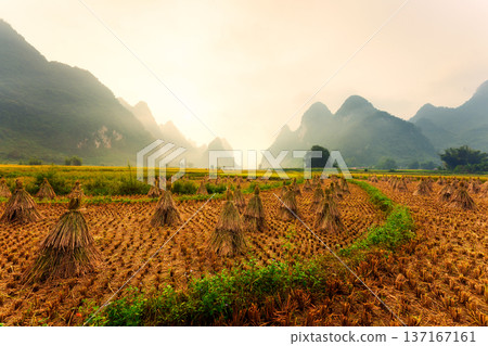 Harvested rice field with haystack and mountain range in misty morning on countryside Harvested rice field with haystack and mountain range in misty morning on countryside 137167161