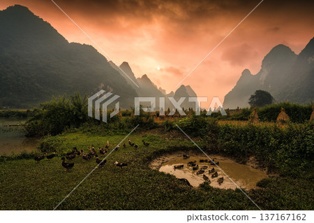 Golden sunrise over Phong Nam valley with rice paddy field and flock of ducks in farmland Golden sunrise over Phong Nam valley with rice paddy field and flock of ducks in farmland 137167162