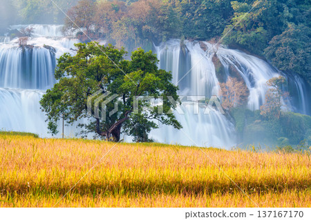 Ban Gioc waterfall flowing with big tree on rice field 137167170