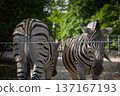 striped zebras in a zoo enclosure  137167193