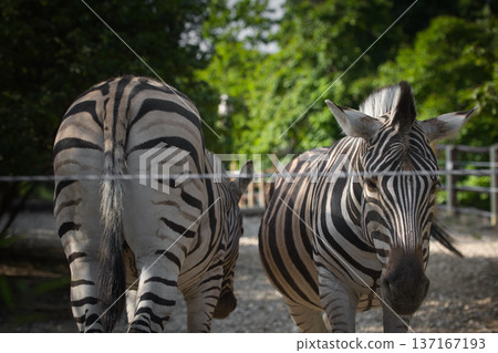 striped zebras in a zoo enclosure striped zebras in a zoo enclosure 137167193